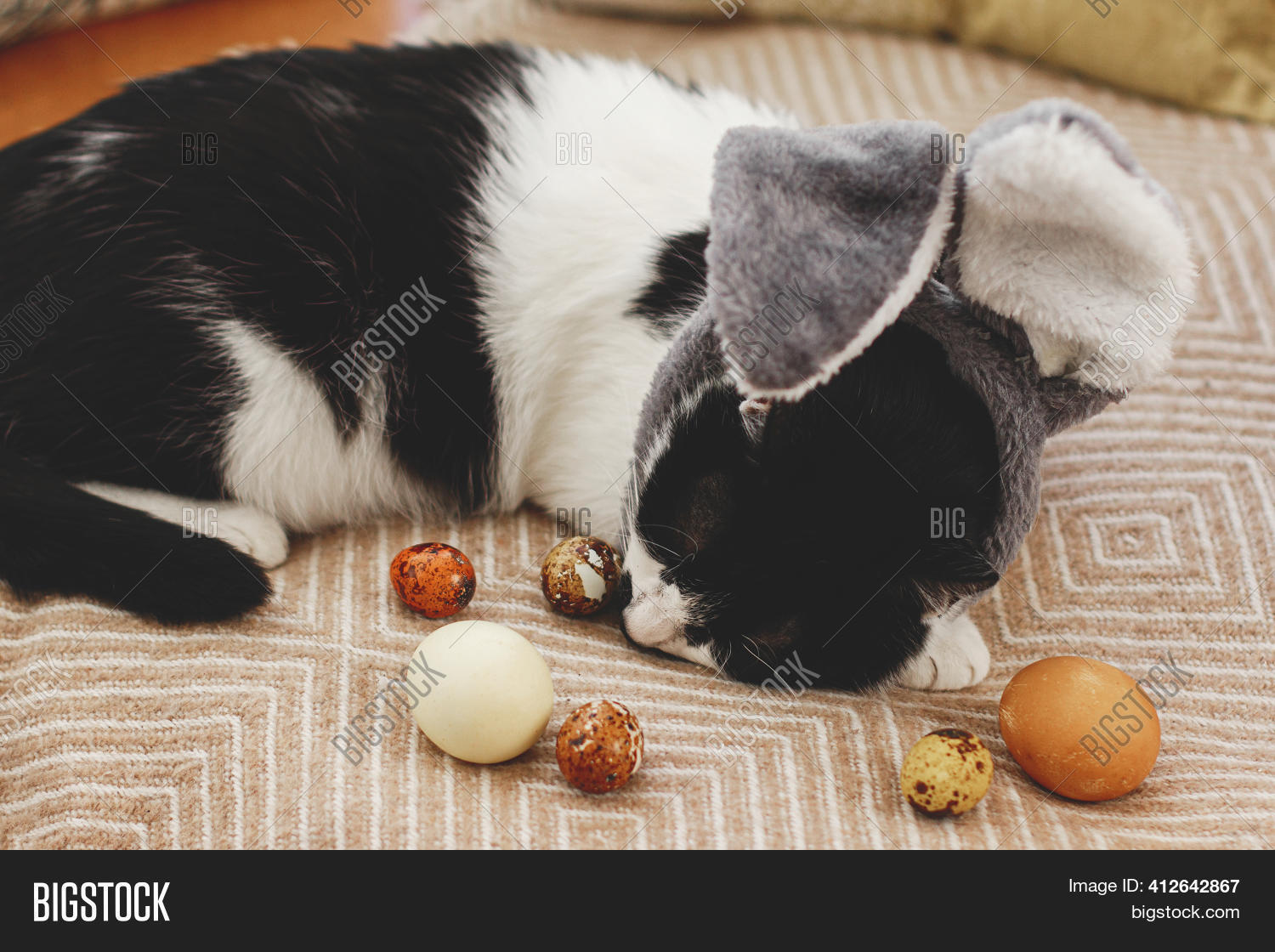 Cute Cat Bunny Ears Image & Photo (Free Trial) Bigstock