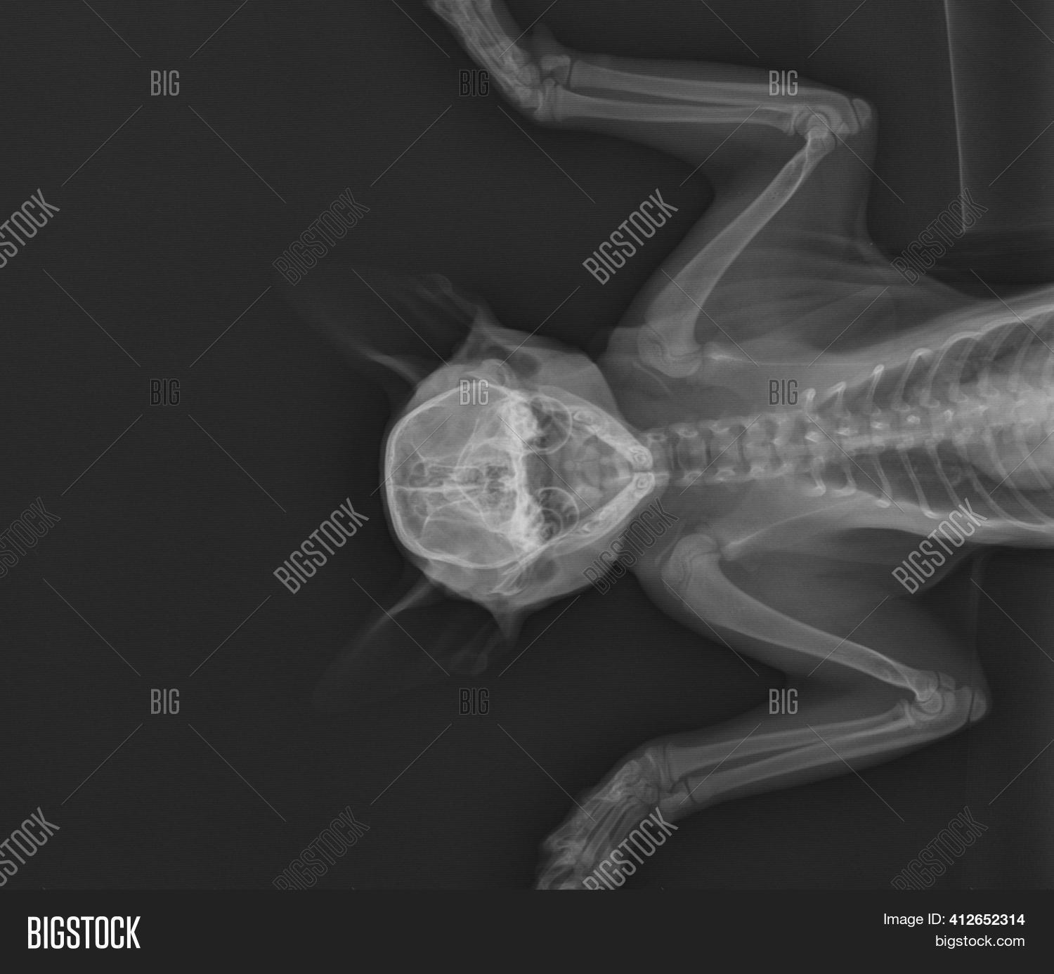 Cat X Ray. Cat Chest Image & Photo (Free Trial) Bigstock
