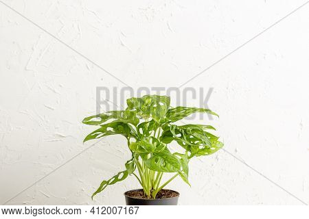 Monstera Adonsonii Monkey Mask Plant In The Nursery Pot Over White Wall, Concept Of Urban Jungle, Gr