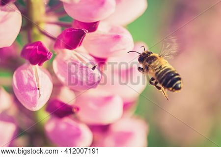Bee Gathering Nectar From A Lupin Flower In The Garden At The Sunset. Shallow Debth Of Field