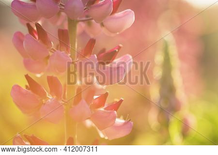 Lupin Flower In The Garden At The Sunset. Abstract Floral Background. Shallow Debth Of Field