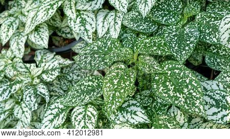 Close Up Of Hypoestes Phyllostachya (polka Dot Plant) In A Garden.