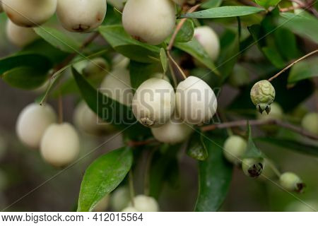Myrtles Communis ,common Myrtle. White Berries On Branch , Close Up, Macro. Natural Vitamins In Cypr