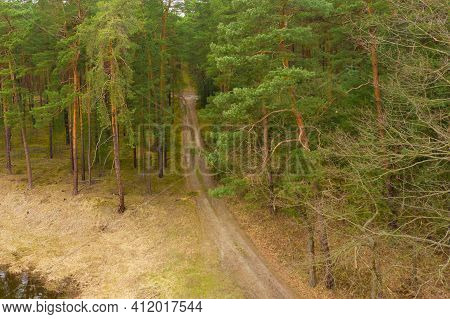 Tall Pine Forest. There Is A Forest, Dirt Road Covered With Pine Needles Between The Trees. Single W