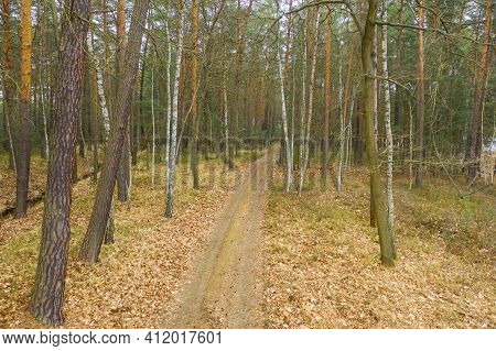 Tall Pine Forest. There Is A Forest, Dirt Road Covered With Pine Needles Between The Trees. Single W