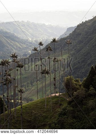 Aerial Outdoor Nature Landscape Panorama Of Tall Wax Palm Trees In Valle Del Cocora Valley In Salent