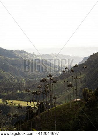 Aerial Outdoor Nature Landscape Panorama Of Tall Wax Palm Trees In Valle Del Cocora Valley In Salent