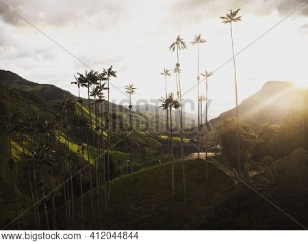 Aerial Outdoor Nature Landscape Panorama Of Tall Wax Palm Trees In Valle Del Cocora Valley In Salent