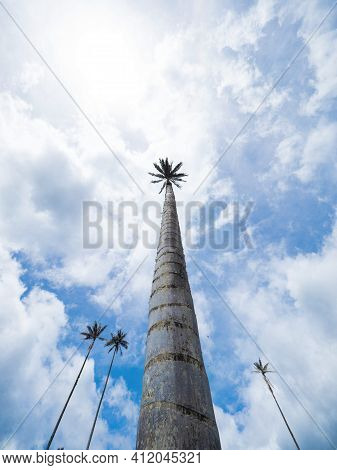 Outdoor Nature Landscape Panorama Of Tall Wax Palm Trees In Valle Del Cocora Valley In Salento Quind