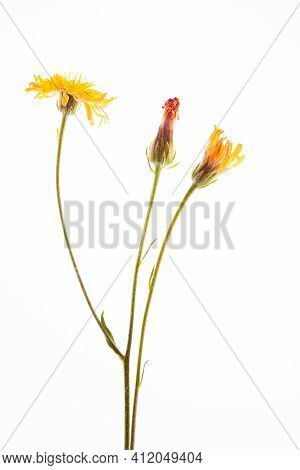 Crepis Biennis Close Up Isolated On The White Background