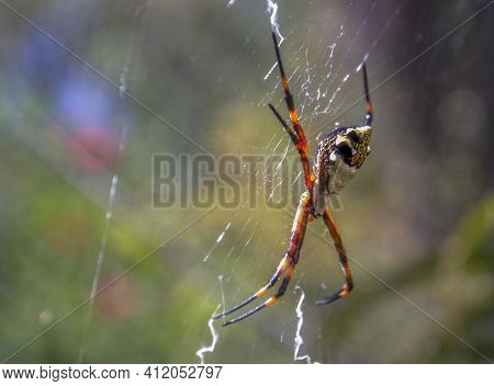 Macro Photography Of A Silver Argiope Spider On Its Web, Captured At A Garden Near The Colonial Town