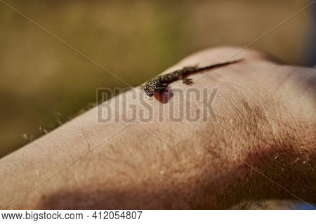 Tiny Gekko Sitting On The Wrist Of A White Caucasian Man. Small, Brown And Delicate Lizard With Shal