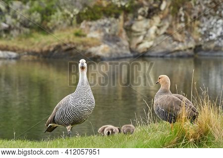 Chloephaga Picta, Upland Goose Or Magellan Goose Is A Sheldgoose Subfamily Of The Anatidae. Family W
