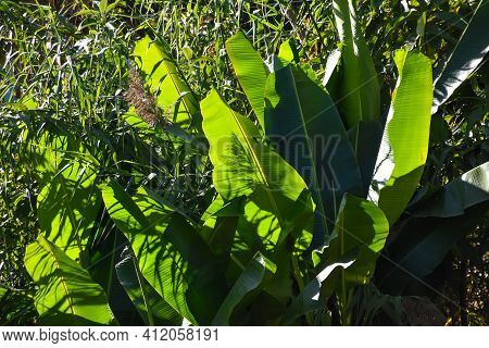 Beautiful Sunlit Banana Leaves With Revealed Leaf Texture
