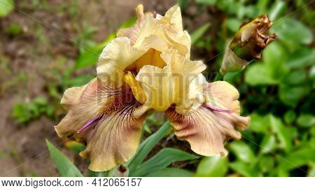 The Flower Of Tall Bearded  Iris Of Large-flowered  Varieties Tornbird.  An Image Closeup.