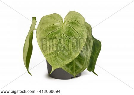 Tropical Houseplant With Botanic Name Syngonium Macrophyllum Frosted Heart In Flower Pot Isolated On