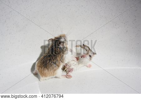 Two Roborovski Hamsters Breeding On White Background