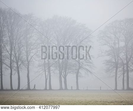 Person Jogging Between Oak Trees In Morning Fog Near Doorn On Utrechtse Heuvelrug In The Netherlands
