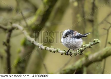 A Long-tailed Tit Sitting On A Branch Of A Tree At The Mönchbruch Pond In A Natural Reserve In Hesse