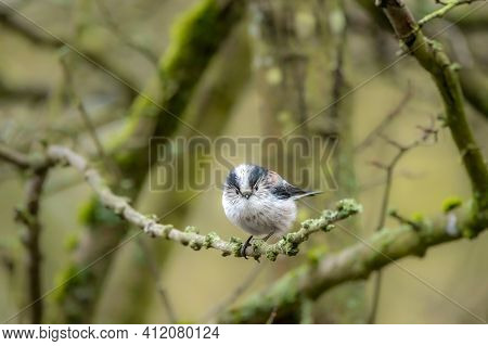 A Long-tailed Tit Sitting On A Branch Of A Tree At The Mönchbruch Pond In A Natural Reserve In Hesse