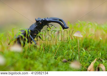 Lucanus Cervus. Stag Beetle On Green Moss With A Small Fungus. Macro Of A Large Stag Beetle, Lucanus
