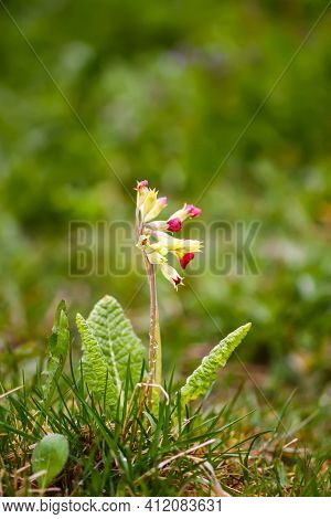 Pink Cowslip Flowers Or Primula Veris Flowers In Spring Garden.