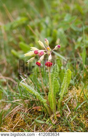 Pink Cowslip Flowers Or Primula Veris Flowers In Spring Garden.