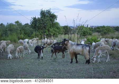 Grazing At Sunset