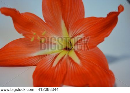 Beautiful And Bright Orange Amaryllis Buds Bloomed This Winter. Speckled Flowers Growing From A Bulb