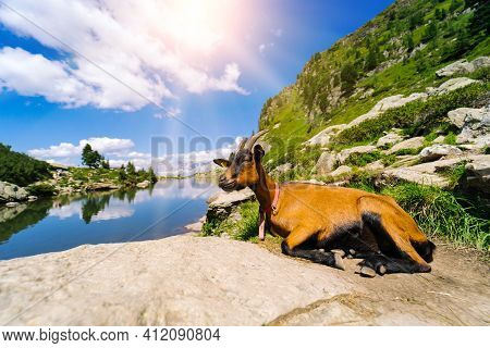Landscape With Mountain Goats In European Alps. Alpine Ibex Capra - Ibex Lying On Stone Next To Lake