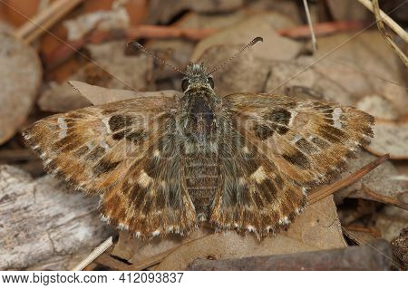 Closeup Of A Mallow Skipper,   Carcharodus Alceae, Well Camouflaged On The Ground In The Gard, Franc