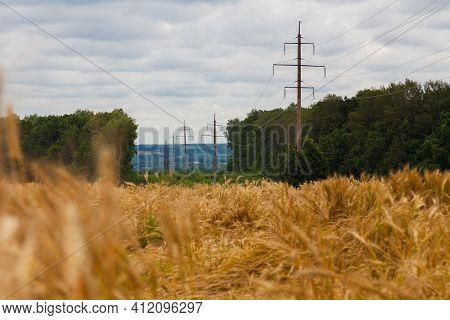 Ripe Wheat Field. There Is A Green Forest Behind The Field. A Power Line With High Supports Runs Thr