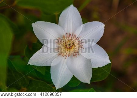 White Clematis Flower On A Background Of Green Leaves