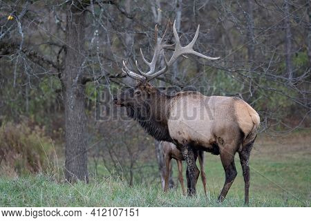Bull Elk In Field