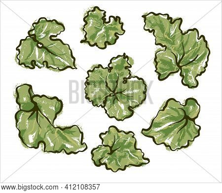 A Set Of Leaves Of The Useful Rhubarb Plant. Illustration Sketch On An Isolated Background, Vector.