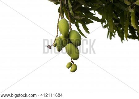 Young Mango Fruit On Tree With Sunlight Isolated On White Background.