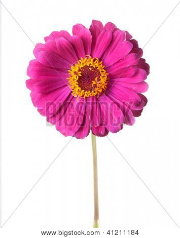 Genere Zinnia, famiglia Compositae