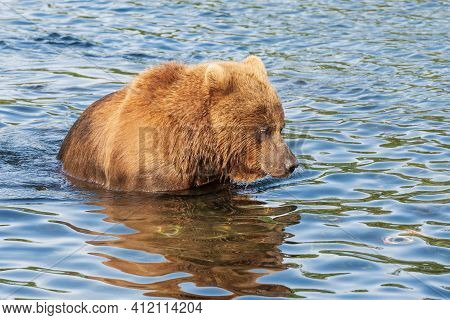 Hungry Kamchatka Brown Bear Standing In River, Looking In Water In Search Of Food Red Salmon Fish. A