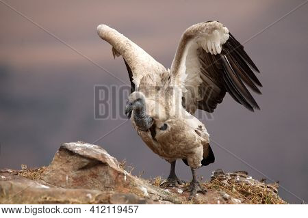 Cape Vulture (gyps Coprotheres) With Spread Wings Sitting On The Rock. A Large Rare African Vulture 