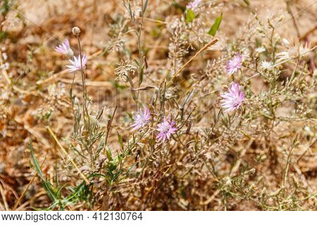 Xeranthemum Annuum Also Known As Annual Everlasting Or Immortelle On A Meadow