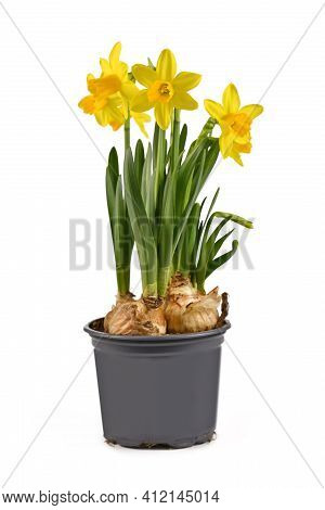 Potted Blooming Yellow Daffodil Spring Flowers Isolated On White Background