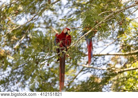 Two Red Parrots On A Tree During A Rest On A Tropical Tree On Their Natural Habitat, Osa, Ara Penins