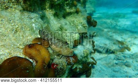 Zvonimir Blenny (parablennius Zvonimiri) Undersea, Aegean Sea, Greece, Halkidiki