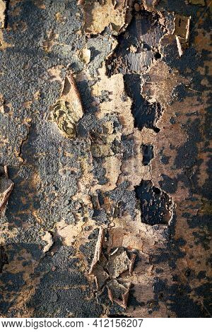 Sooty Bark Disease Affected Dead Sycamore Maple On Forest Floor. The Disease Is Transmitted By The F