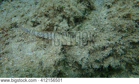 Slender Goby (gobius Geniporus) Undersea, Aegean Sea, Greece, Halkidiki