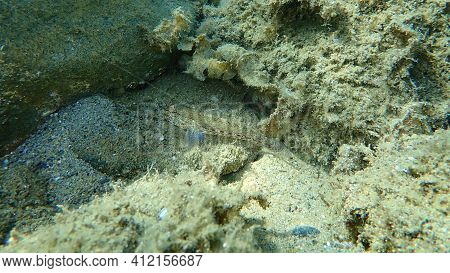 Slender Goby (gobius Geniporus) Undersea, Aegean Sea, Greece, Halkidiki