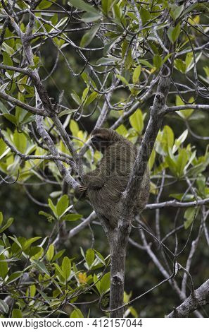 Three-toed Sloth On A Tree In The Jungle Of Corcovado National Park, Osa Peninsula, Costa Rica