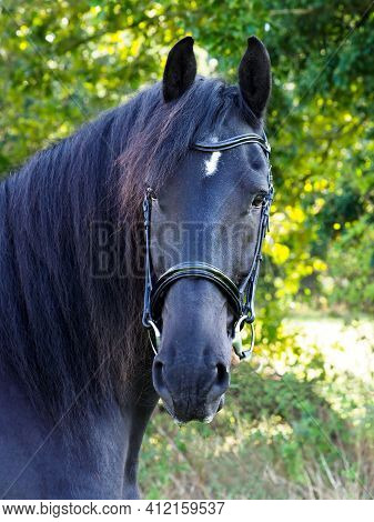 A Head Shot Of A Beautiful Friesian Horse In A Snaffle Bridle.