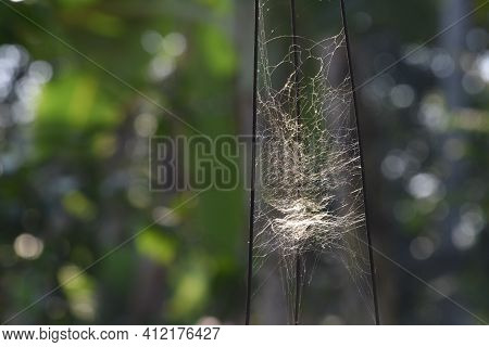 Spider Web On Wire With Blurred Background