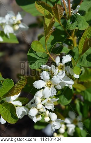 Pearl Bush Snow White - Latin Name - Exochorda Serratifolia Snow White